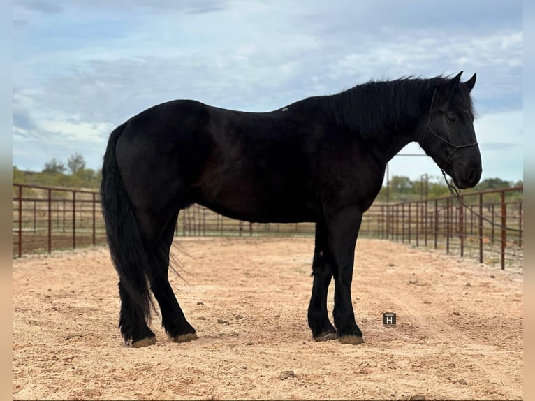 Percherón Caballo castrado 4 años Negro in Jacksboro TX