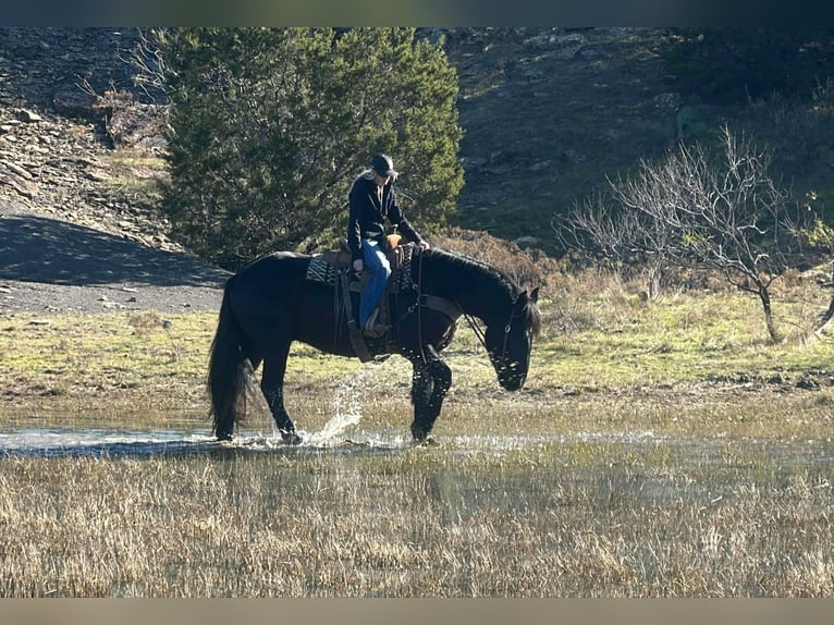 Percherón Caballo castrado 4 años Negro in Jacksboro TX