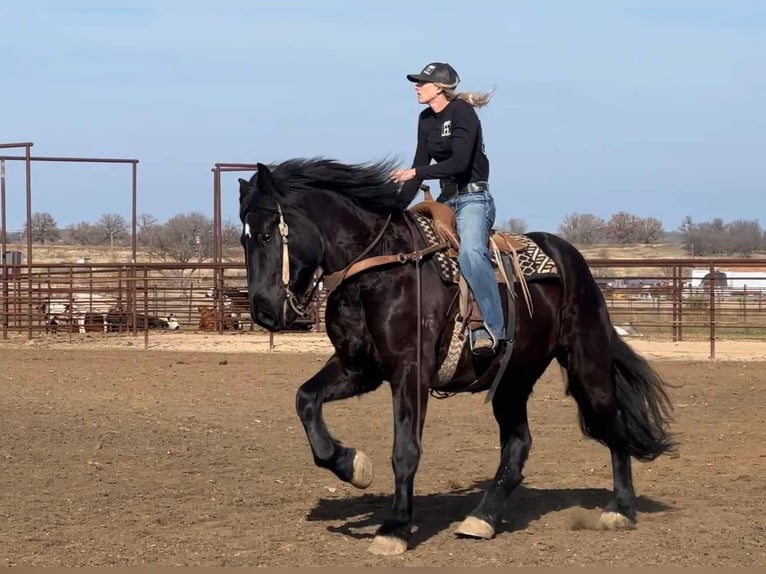 Percherón Caballo castrado 4 años Negro in Jacksboro TX