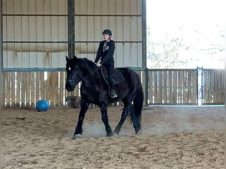 Percherón Caballo castrado 4 años Negro in Jacksboro TX