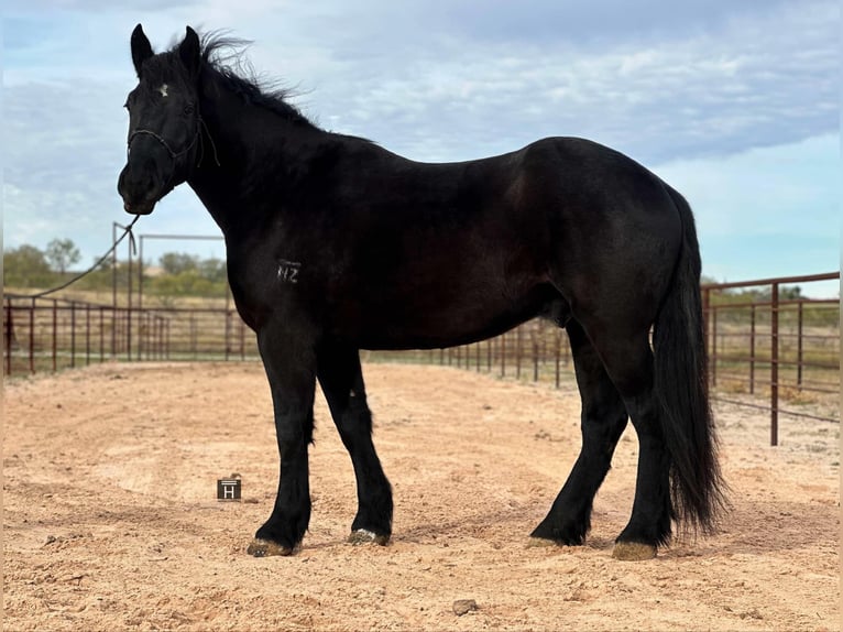 Percherón Caballo castrado 4 años Negro in Jacksboro TX