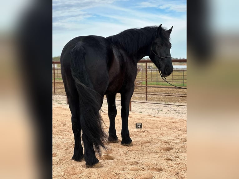 Percherón Caballo castrado 4 años Negro in Jacksboro TX