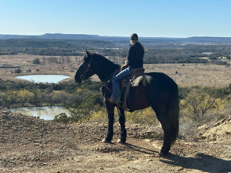 Percherón Caballo castrado 4 años Negro in Jacksboro TX