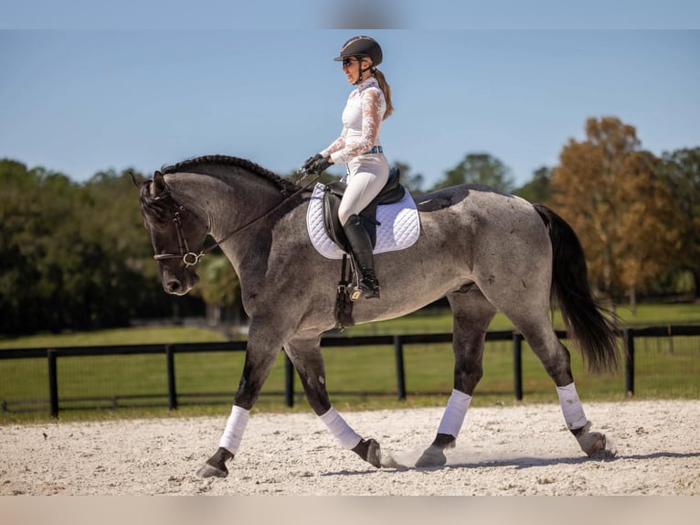 Percherón Mestizo Caballo castrado 4 años Ruano azulado in Ocala