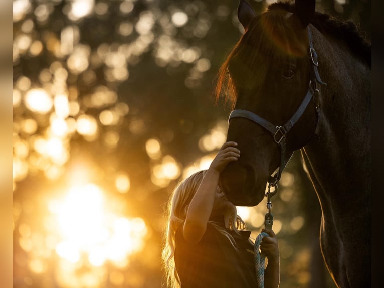 Percherón Mestizo Caballo castrado 4 años Ruano azulado in Ocala