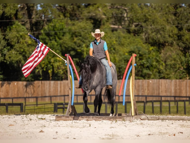 Percherón Mestizo Caballo castrado 4 años Ruano azulado in Ocala
