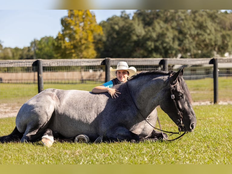 Percherón Mestizo Caballo castrado 4 años Ruano azulado in Ocala