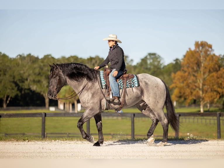 Percherón Mestizo Caballo castrado 4 años Ruano azulado in Ocala