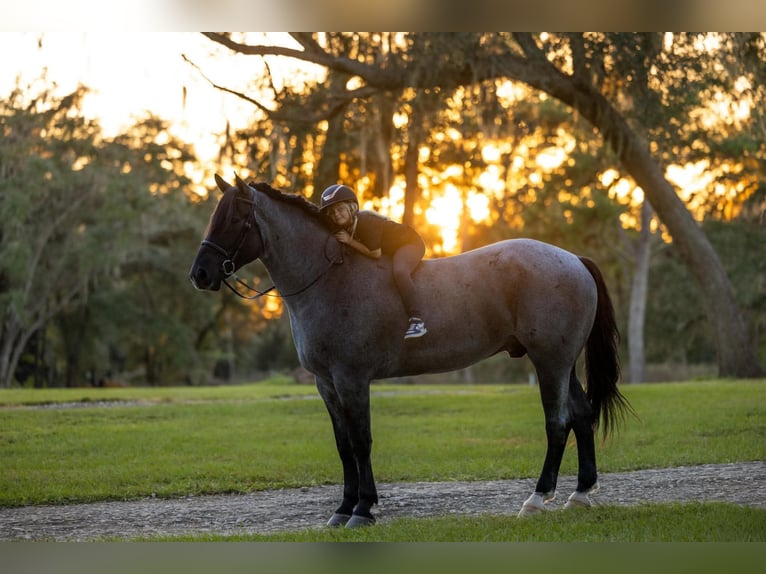 Percherón Mestizo Caballo castrado 4 años Ruano azulado in Ocala
