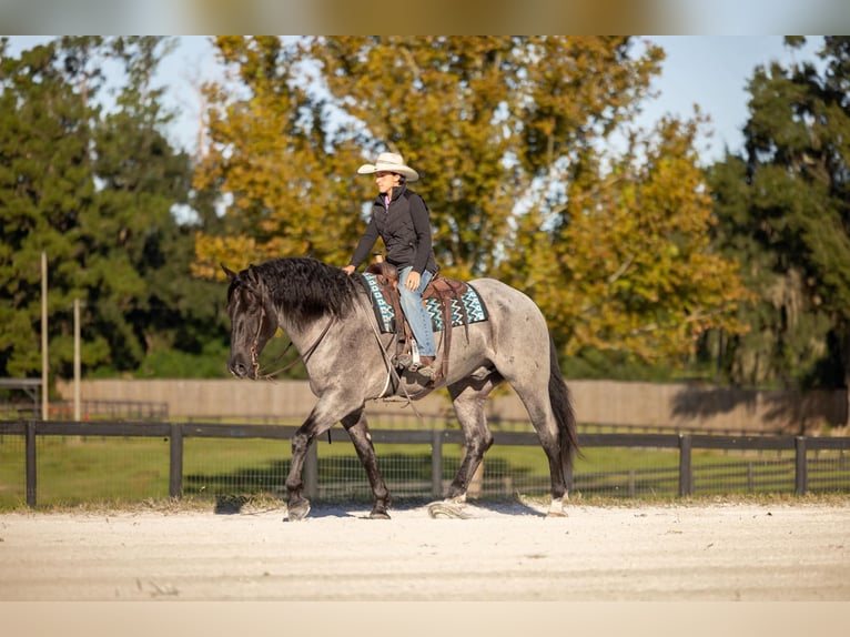 Percherón Mestizo Caballo castrado 4 años Ruano azulado in Ocala