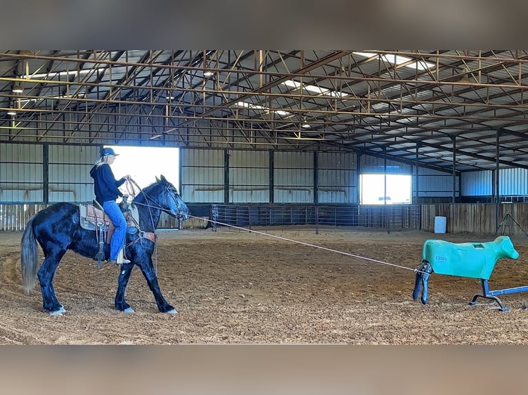 Percherón Caballo castrado 5 años 152 cm Tordo in jacksboro TX