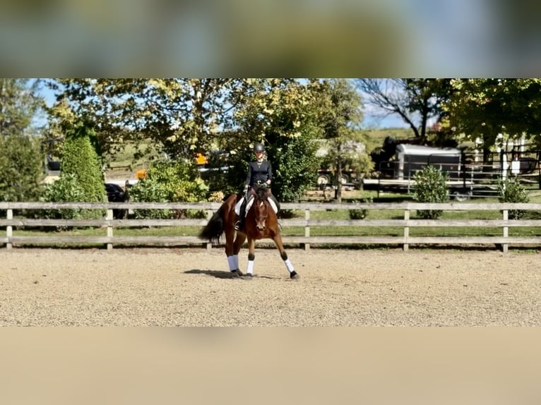 Percherón Mestizo Caballo castrado 5 años 157 cm Castaño rojizo in Gap, PA