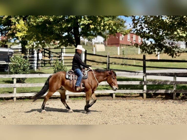 Percherón Mestizo Caballo castrado 5 años 157 cm Castaño rojizo in Gap, PA