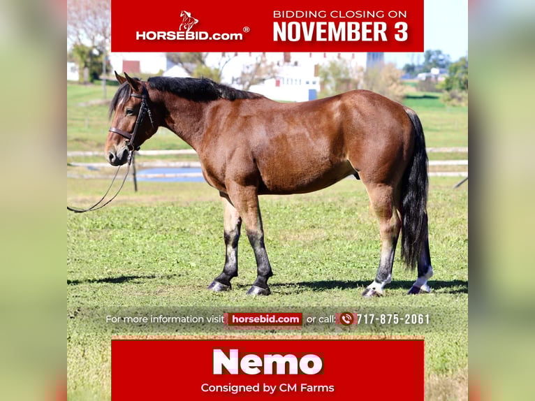 Percherón Mestizo Caballo castrado 5 años 157 cm Castaño rojizo in Gap, PA