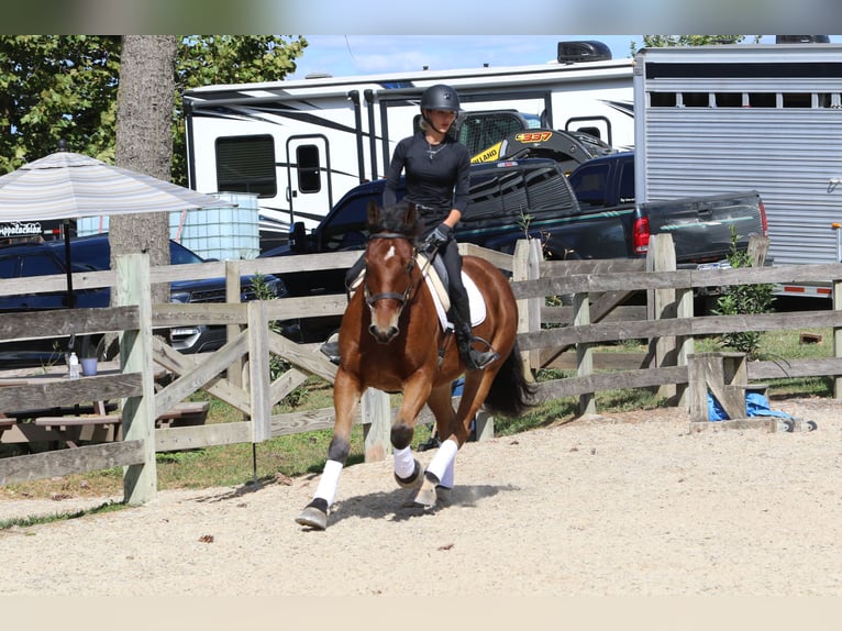 Percherón Mestizo Caballo castrado 5 años 157 cm Castaño rojizo in Gap, PA