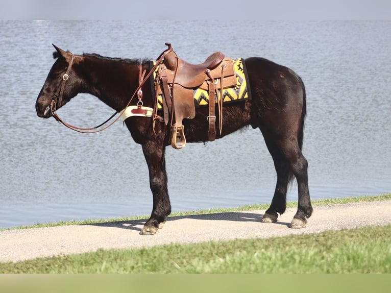 Percherón Mestizo Caballo castrado 5 años 157 cm Negro in Mayslick