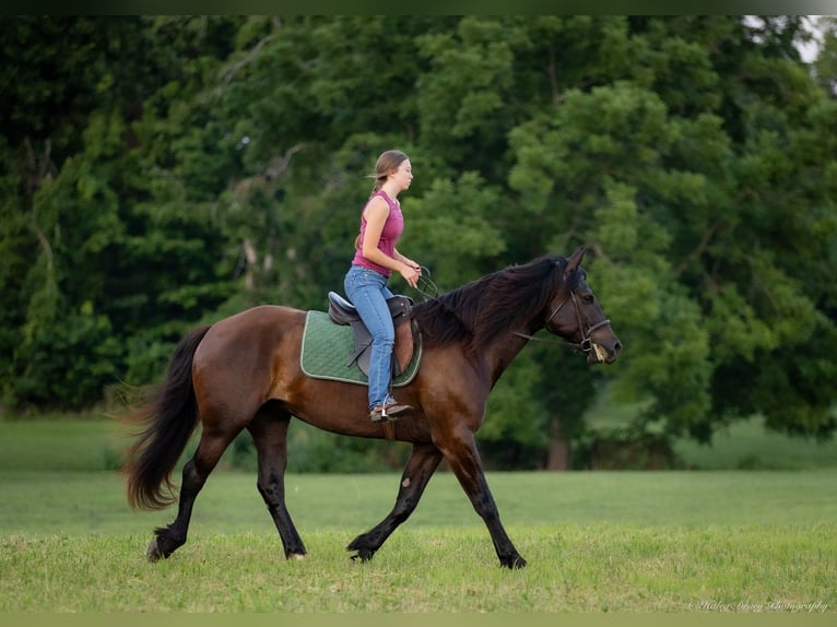 Percherón Mestizo Caballo castrado 5 años 160 cm Negro in Auburn, KY