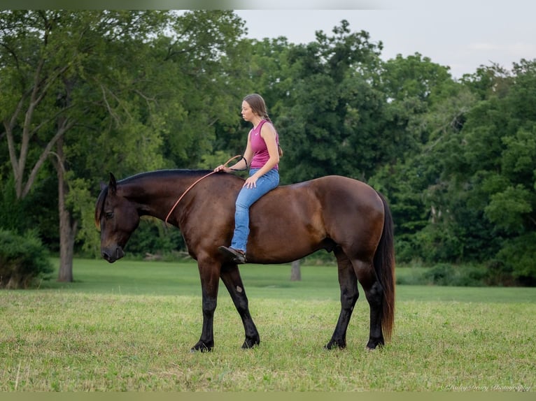 Percherón Mestizo Caballo castrado 5 años 160 cm Negro in Auburn, KY