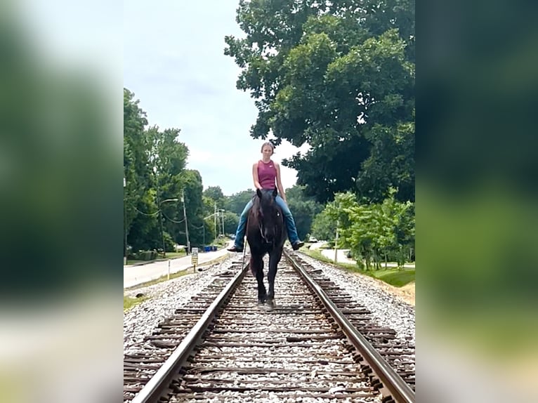 Percherón Mestizo Caballo castrado 5 años 160 cm Negro in Auburn, KY