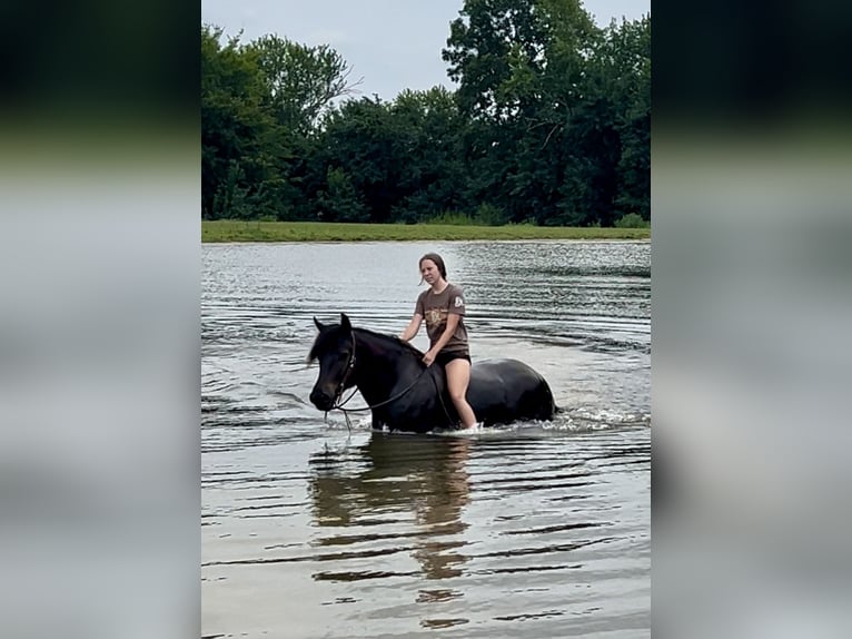 Percherón Mestizo Caballo castrado 5 años 160 cm Negro in Auburn, KY