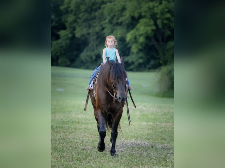 Percherón Mestizo Caballo castrado 5 años 160 cm Negro in Auburn, KY