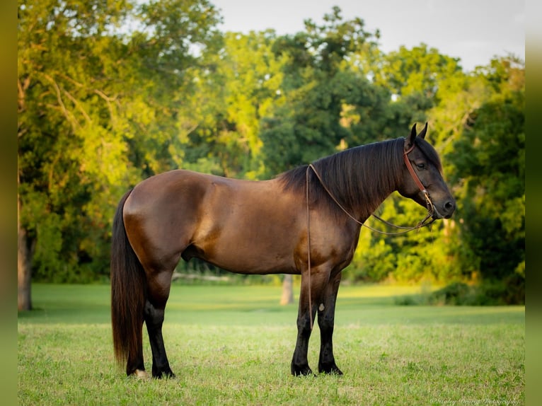 Percherón Mestizo Caballo castrado 5 años 160 cm Negro in Auburn, KY