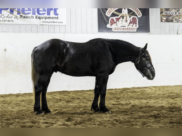 Percherón Mestizo Caballo castrado 5 años 160 cm Tordo in Nevis, MN