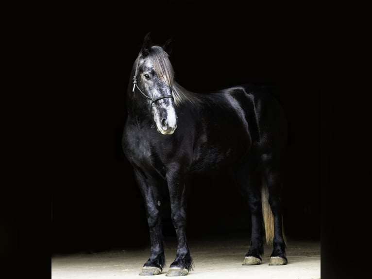 Percherón Mestizo Caballo castrado 5 años 160 cm Tordo in Nevis, MN