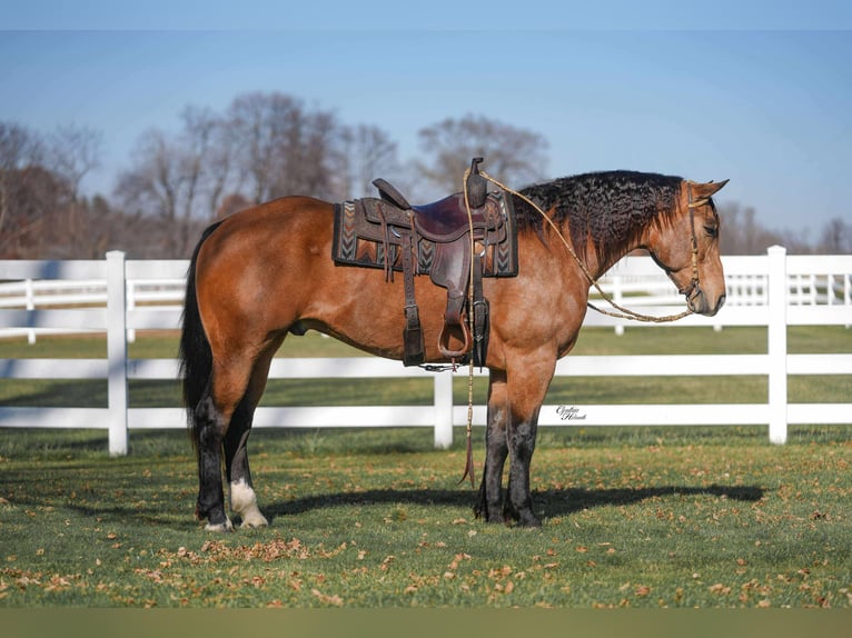 Percherón Mestizo Caballo castrado 5 años 163 cm Buckskin/Bayo in Independence