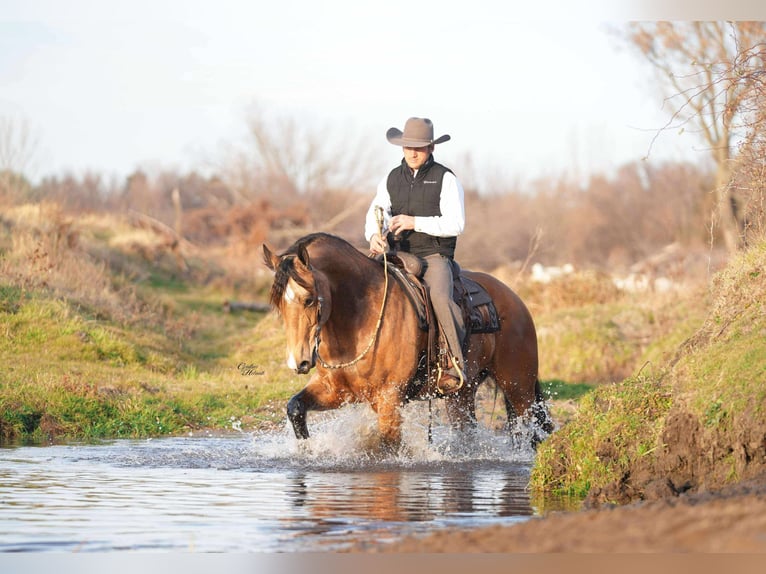 Percherón Mestizo Caballo castrado 5 años 163 cm Buckskin/Bayo in Independence