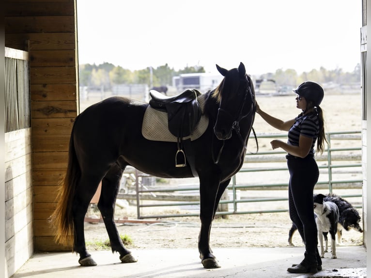 Percherón Mestizo Caballo castrado 5 años 163 cm Negro in Nevis, MN