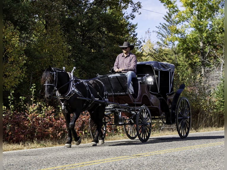 Percherón Mestizo Caballo castrado 5 años 163 cm Negro in Nevis, MN