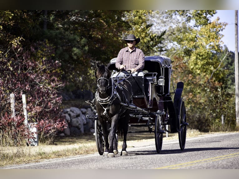 Percherón Mestizo Caballo castrado 5 años 163 cm Negro in Nevis, MN