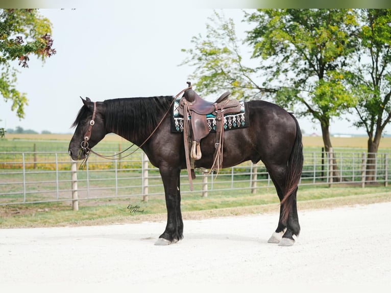 Percherón Caballo castrado 5 años 163 cm Negro in Independence IA