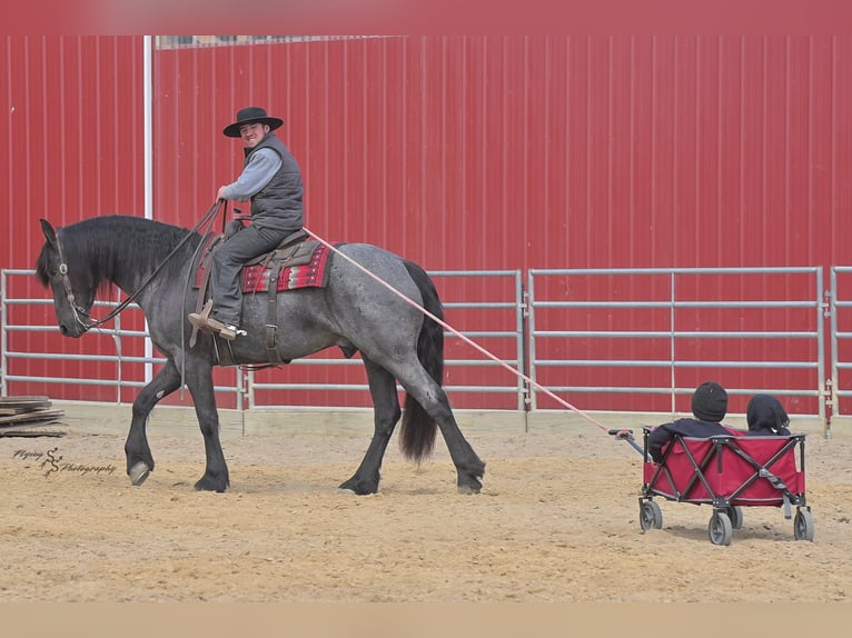 Percherón Caballo castrado 5 años 163 cm Ruano azulado in Fairbank IA