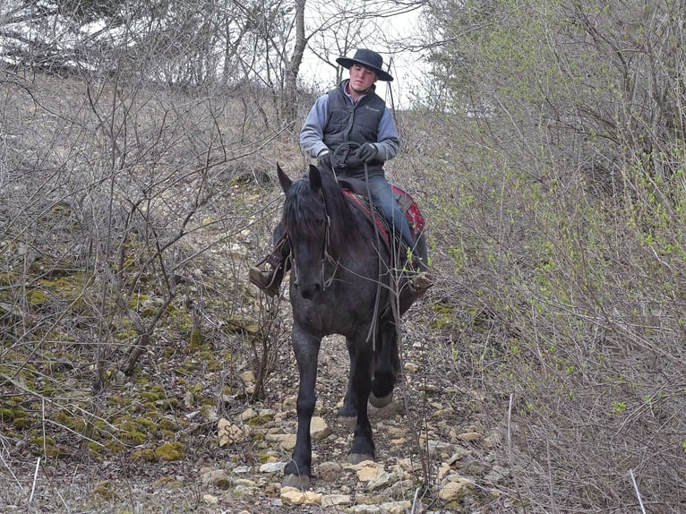 Percherón Caballo castrado 5 años 163 cm Ruano azulado in Fairbank IA