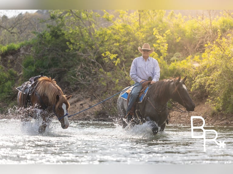 Percherón Caballo castrado 5 años 163 cm Ruano azulado in Mountain Grove MO