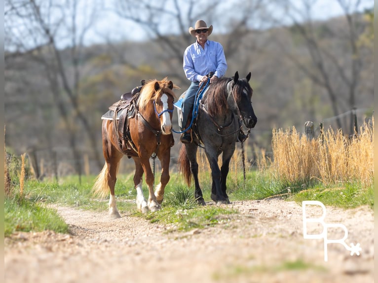 Percherón Caballo castrado 5 años 163 cm Ruano azulado in Mountain Grove MO