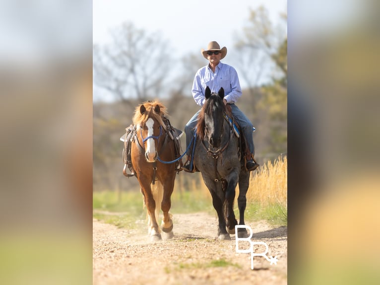 Percherón Caballo castrado 5 años 163 cm Ruano azulado in Mountain Grove MO