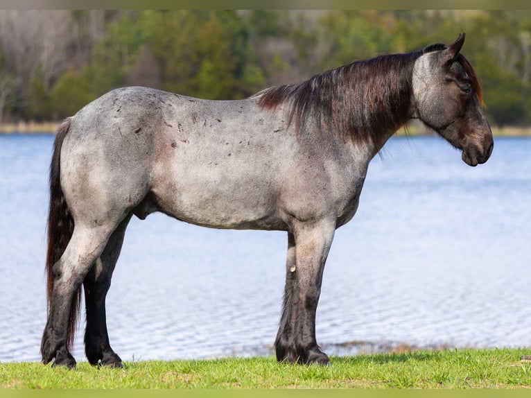 Percherón Caballo castrado 5 años 163 cm Ruano azulado in Mountain Grove MO