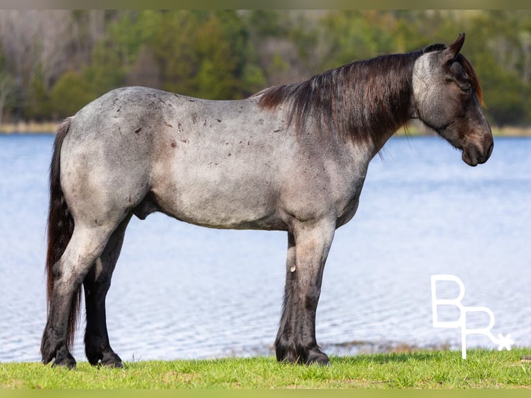 Percherón Caballo castrado 5 años 163 cm Ruano azulado in Mountain Grove MO