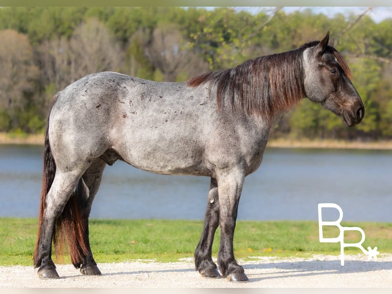 Percherón Caballo castrado 5 años 163 cm Ruano azulado in Mountain Grove MO