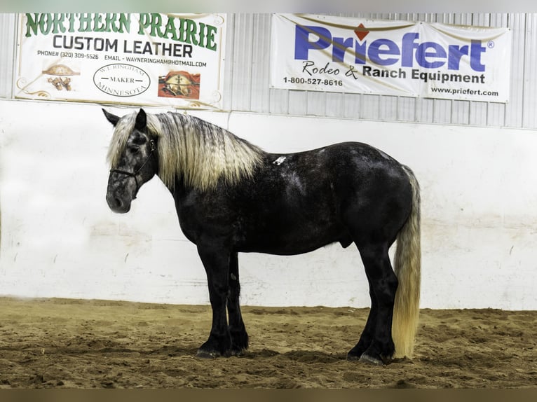 Percherón Mestizo Caballo castrado 5 años 163 cm Tordo in Nevis, MN