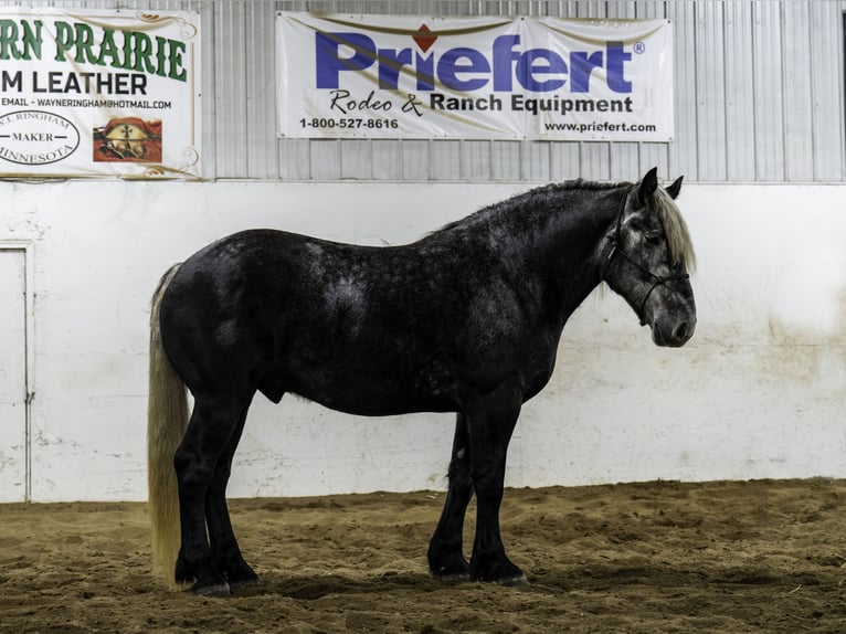 Percherón Mestizo Caballo castrado 5 años 163 cm Tordo in Nevis, MN