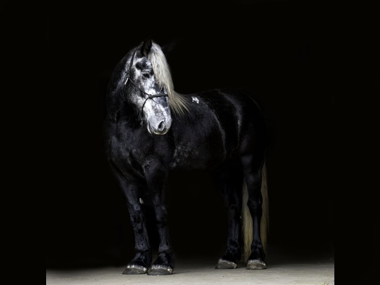 Percherón Mestizo Caballo castrado 5 años 163 cm Tordo in Nevis, MN