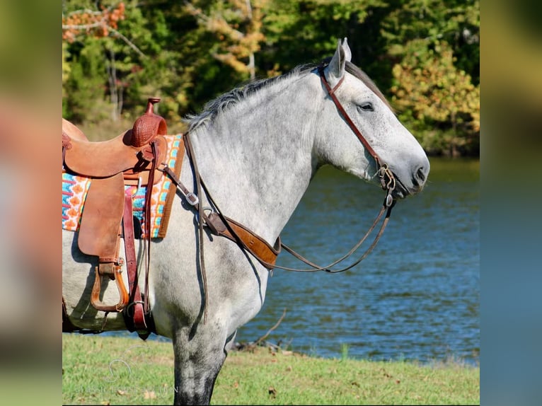 Percherón Caballo castrado 5 años 163 cm Tordo in Tompkinsville, KY