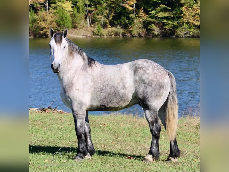 Percherón Caballo castrado 5 años 163 cm Tordo in Tompkinsville, KY