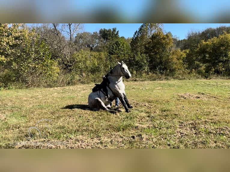 Percherón Caballo castrado 5 años 163 cm Tordo in Tompkinsville, KY