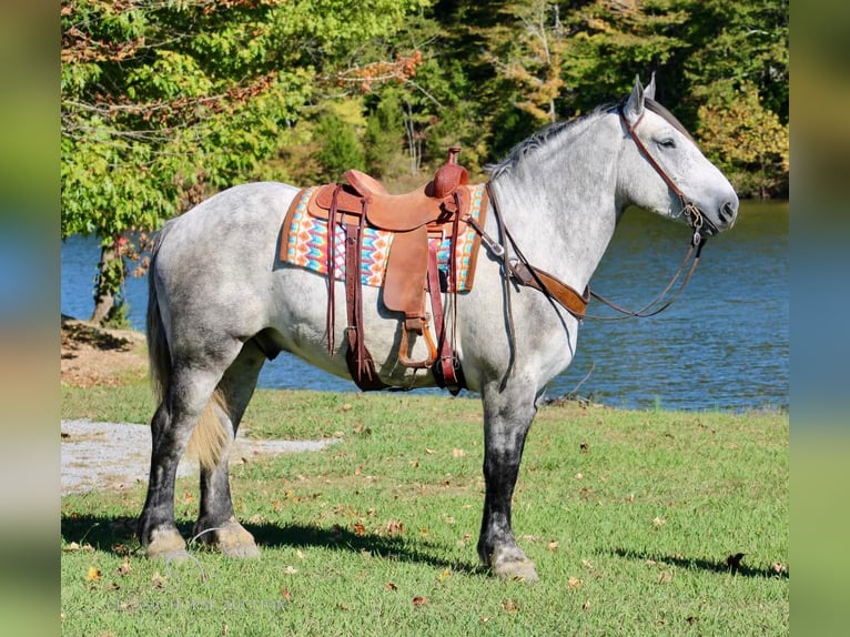 Percherón Caballo castrado 5 años 163 cm Tordo in Tompkinsville, KY