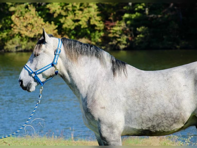 Percherón Caballo castrado 5 años 163 cm Tordo in Tompkinsville, KY